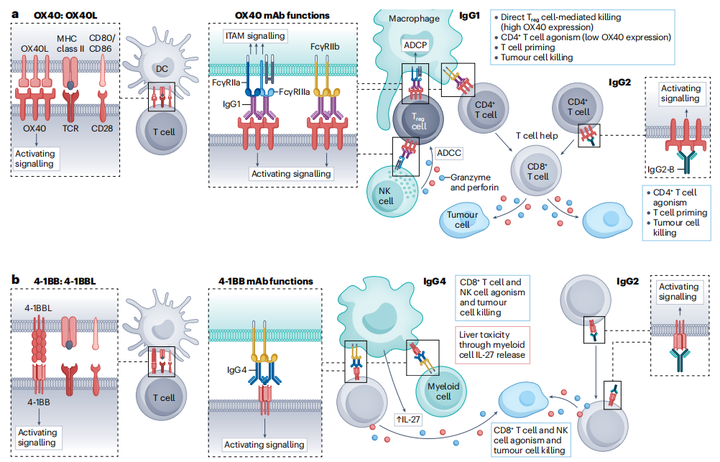 70+综述带你了解肿瘤中Fcγ受体与免疫调节 - 知乎