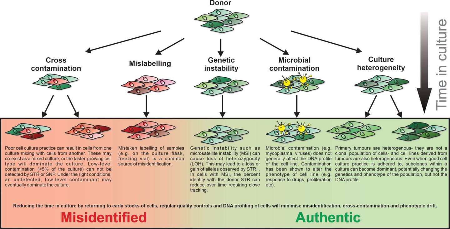 最新！ICLAC关于人源细胞STR鉴定(Human Cell Lines STR Authentication)的相关指南 - 知乎