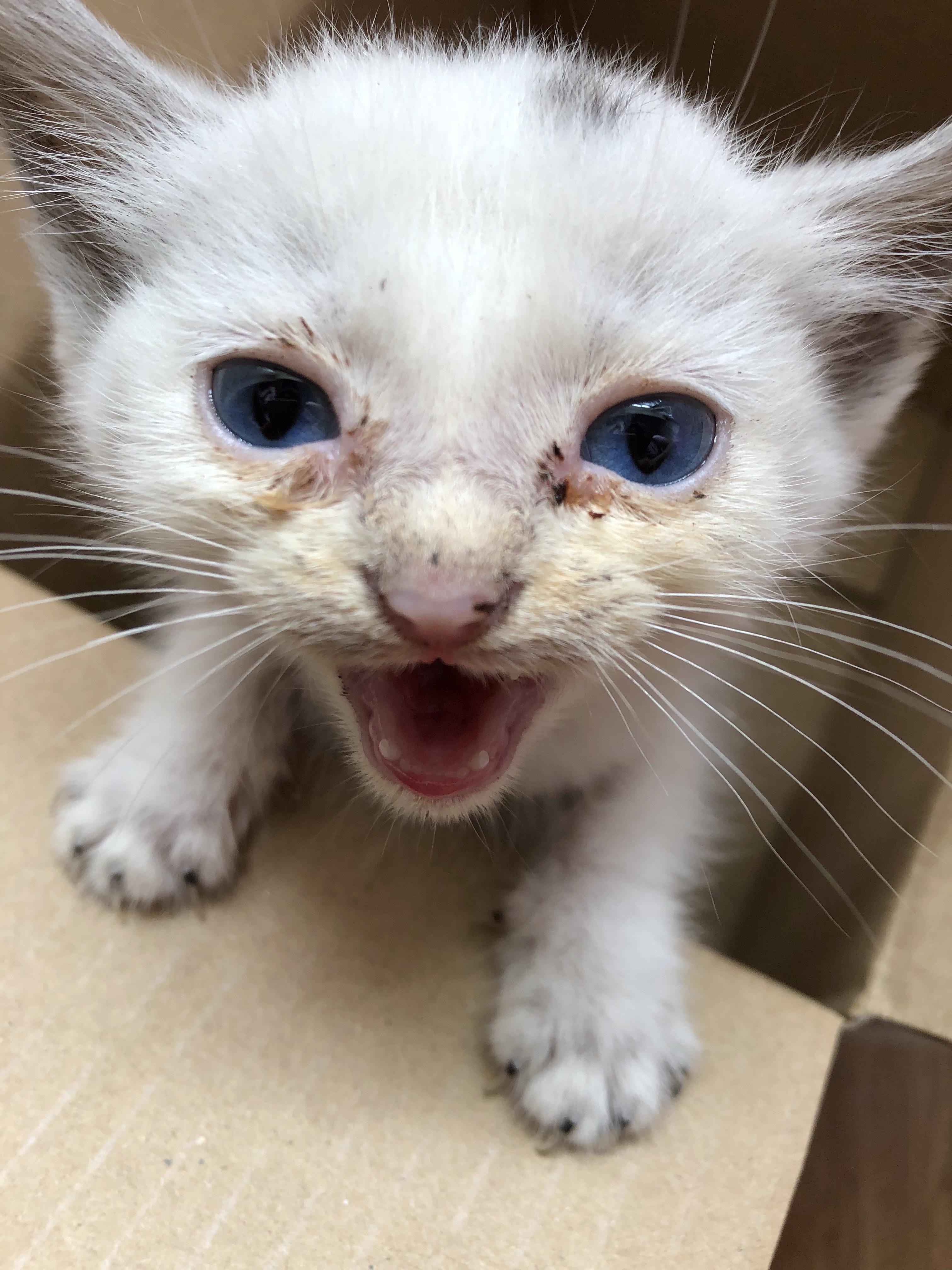 白毛蓝眼睛的猫咪是什么品种