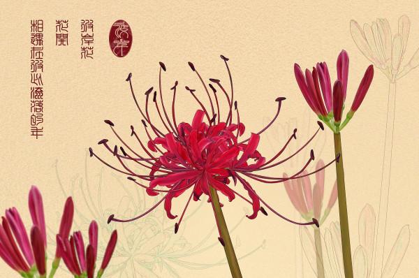 彼岸花开孟婆来 知乎