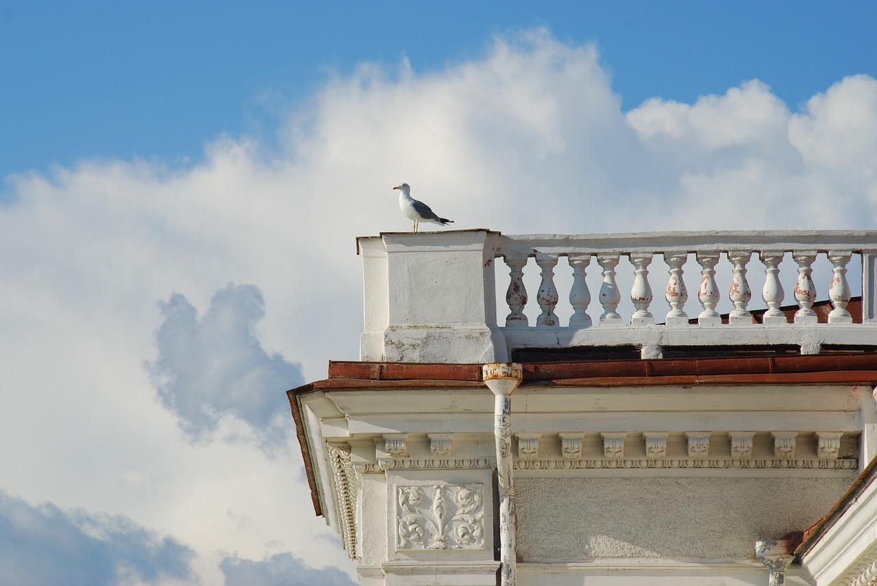 海鸥与海浪共舞