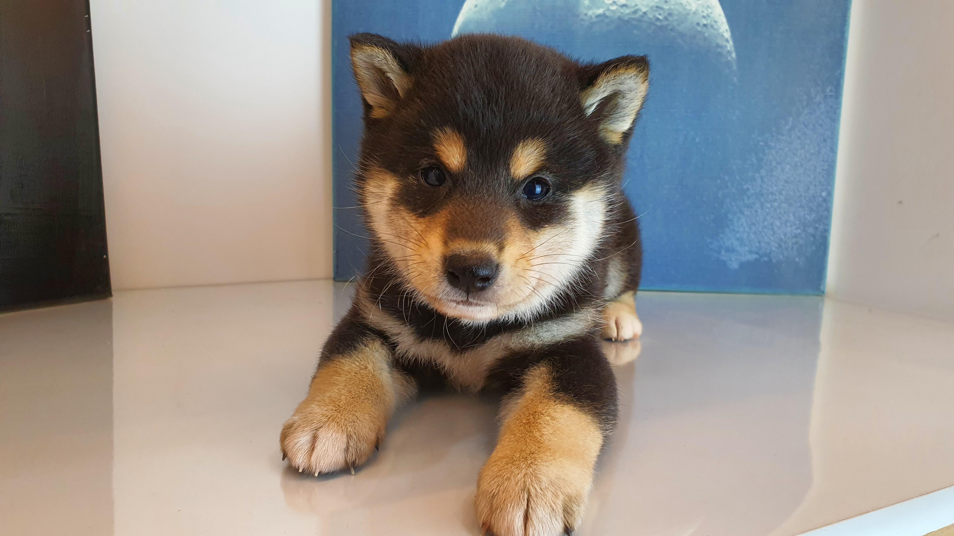 买一条柴犬大概多少钱