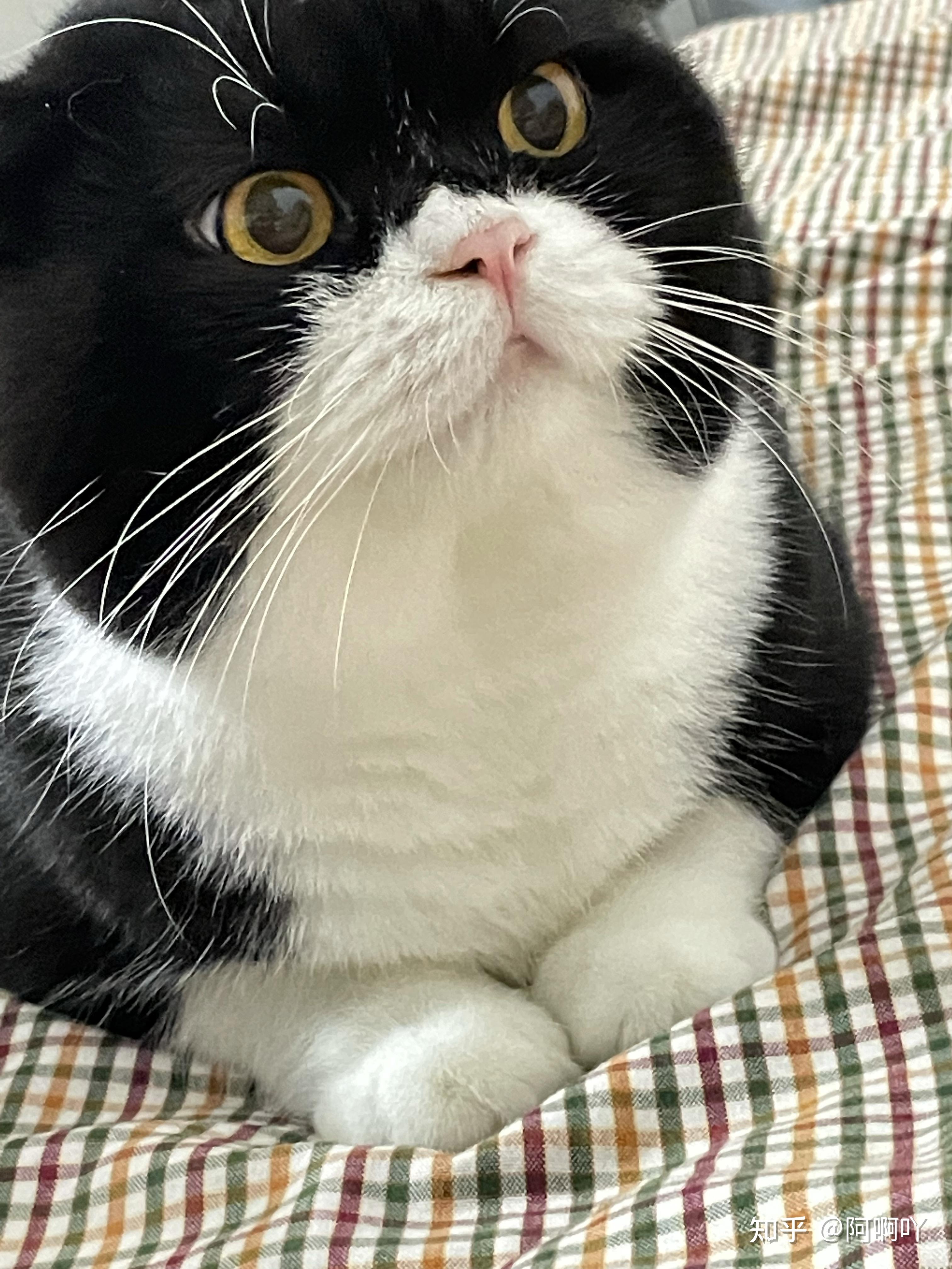 可以晒一下你家的白手套猫咪吗