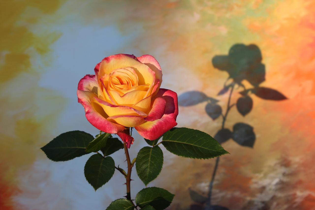 3. 菊花成本分析