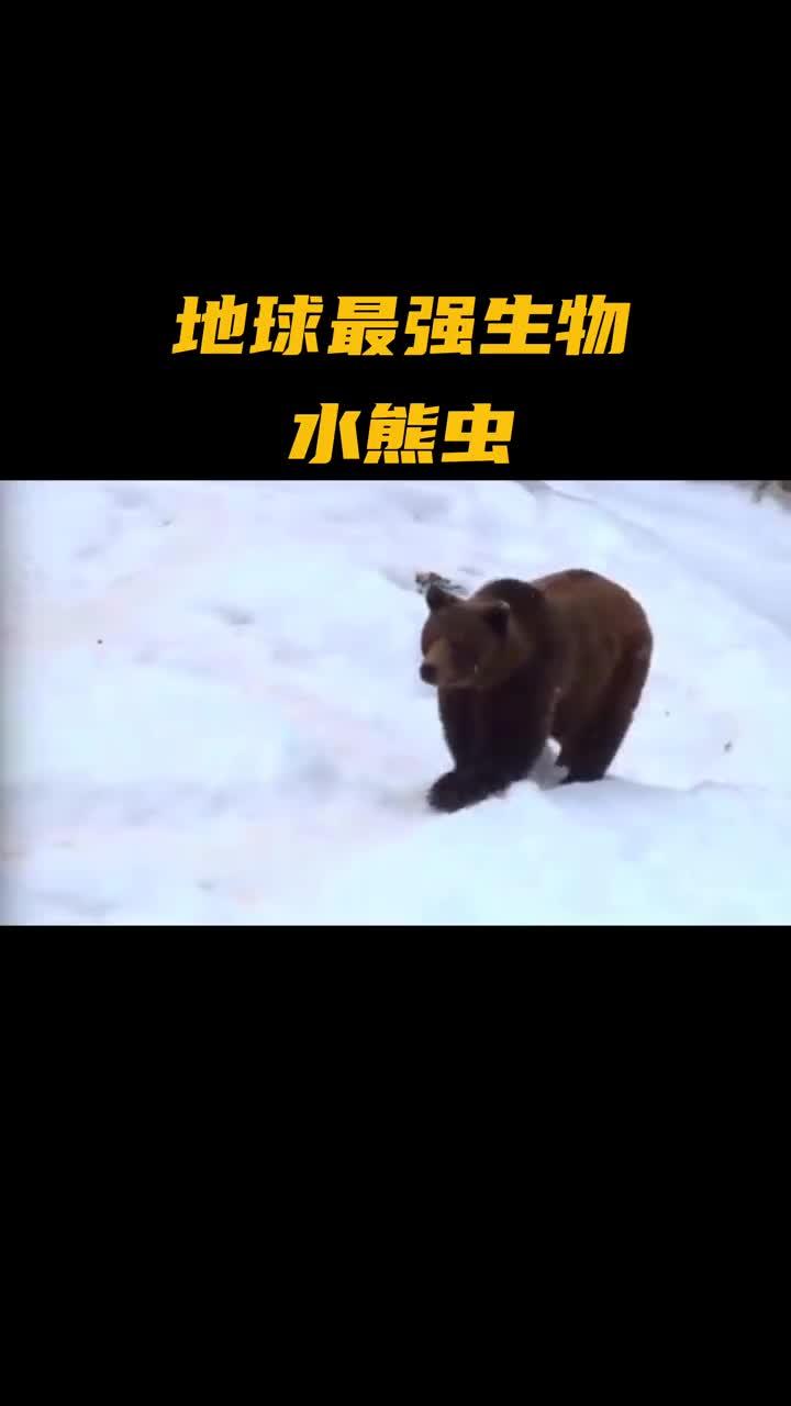 水熊虫 蚁人图片