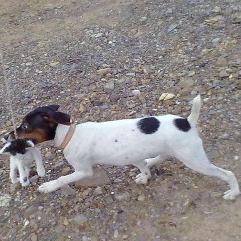 短毛太仓小猎犬 - 知乎