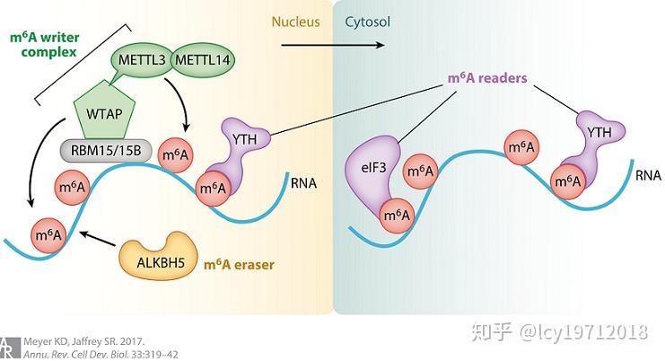 真核生物mRNA的加工修饰与转录调控（二） - 知乎