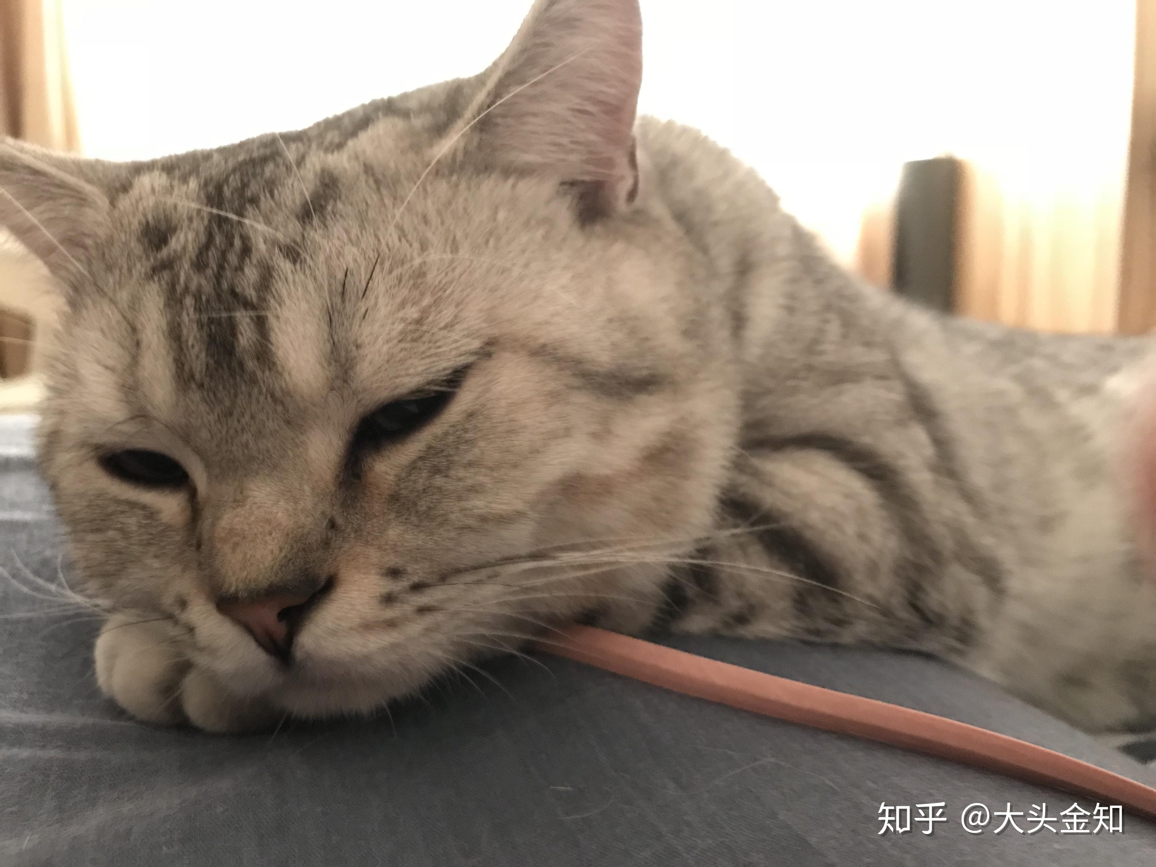 猫咪尴尬期有多尴尬