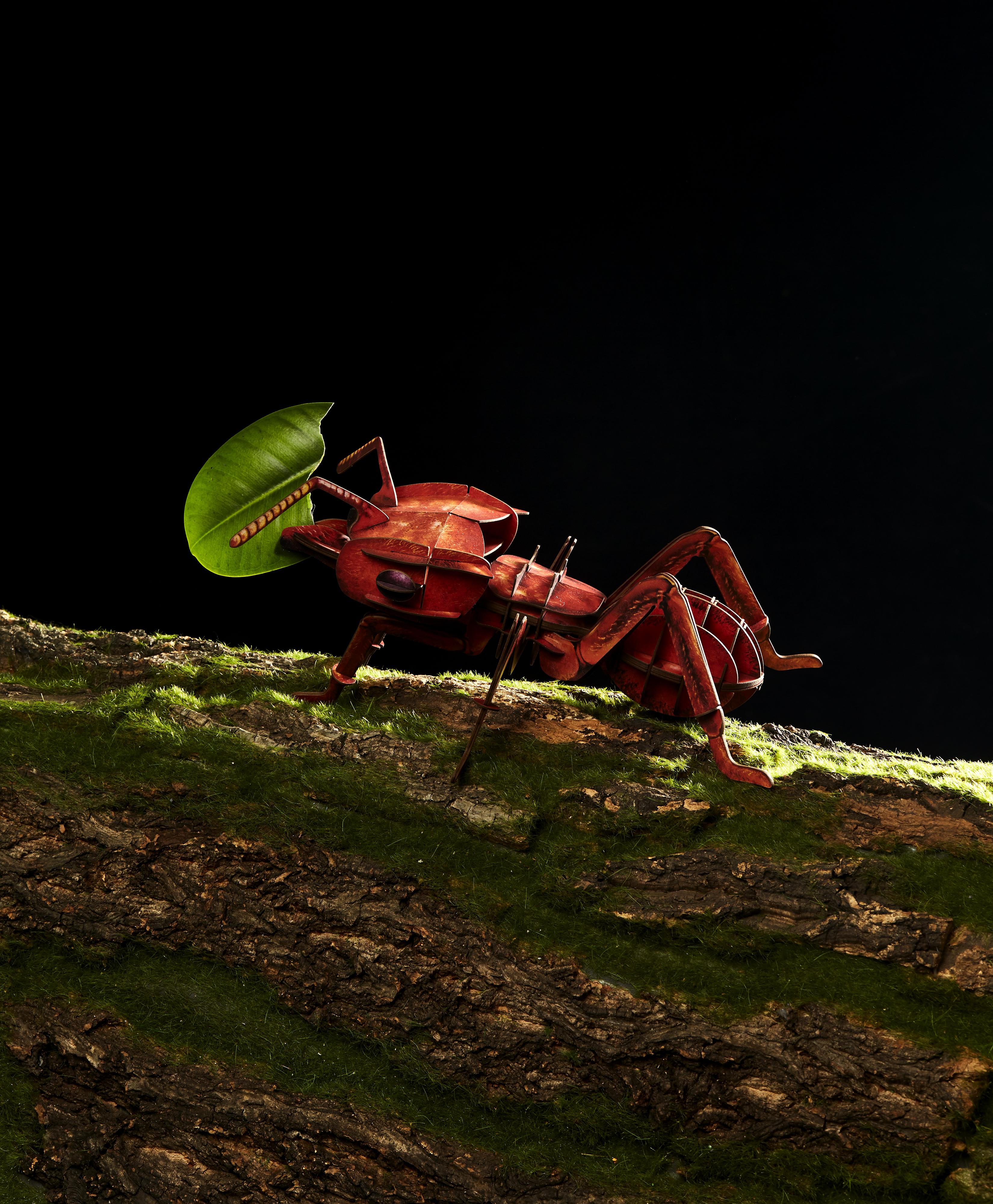 为什么有昆虫学家认为亚马逊热带雨林中的切叶蚁是这个星球上体格最