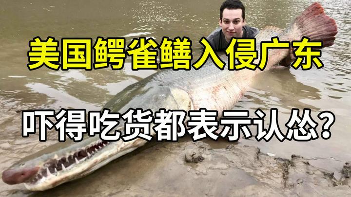 鳄雀鳝入侵广东生态系统恐遭严重破坏吃货们为何不敢吃了