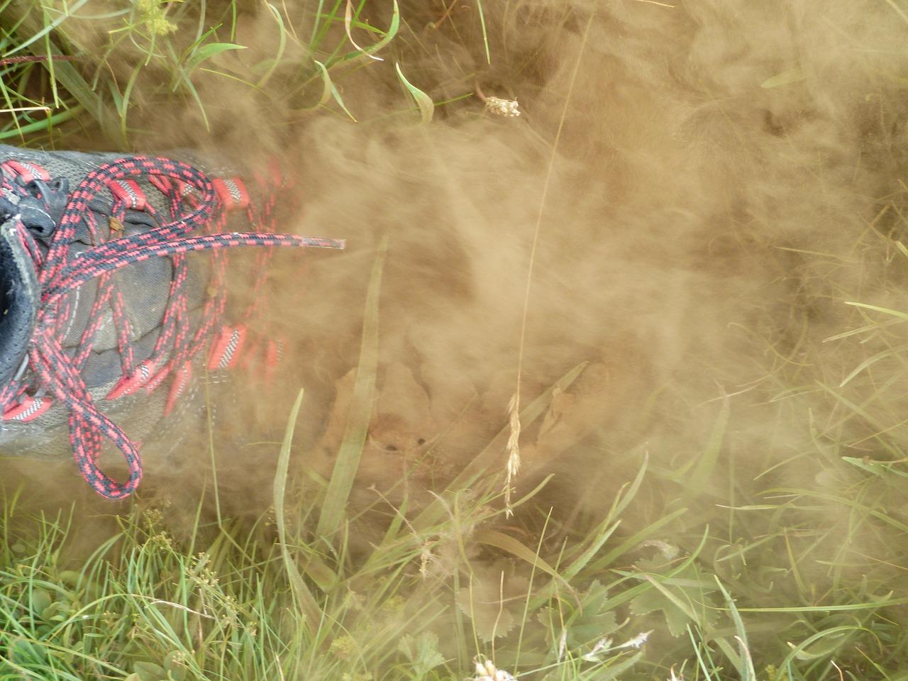 4. 植物去尘秘诀