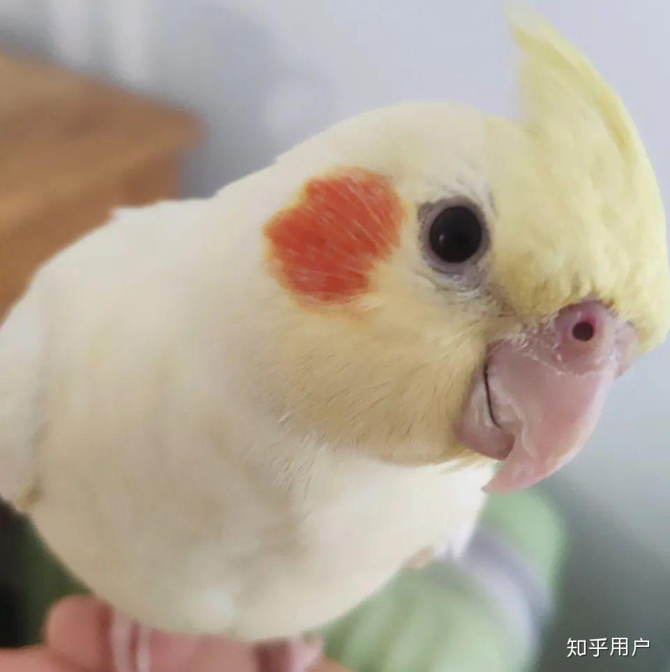 两个月的玄凤鹦鹉刚到家怕我该怎么养