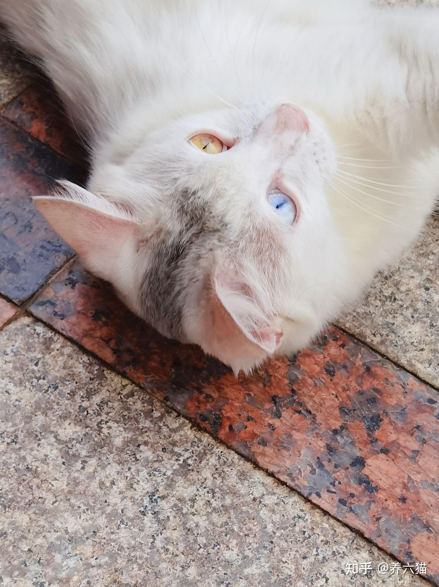 是否支持用异烟肼或扑尔敏木糖醇毒狗这事上是否反应了阶级的不同