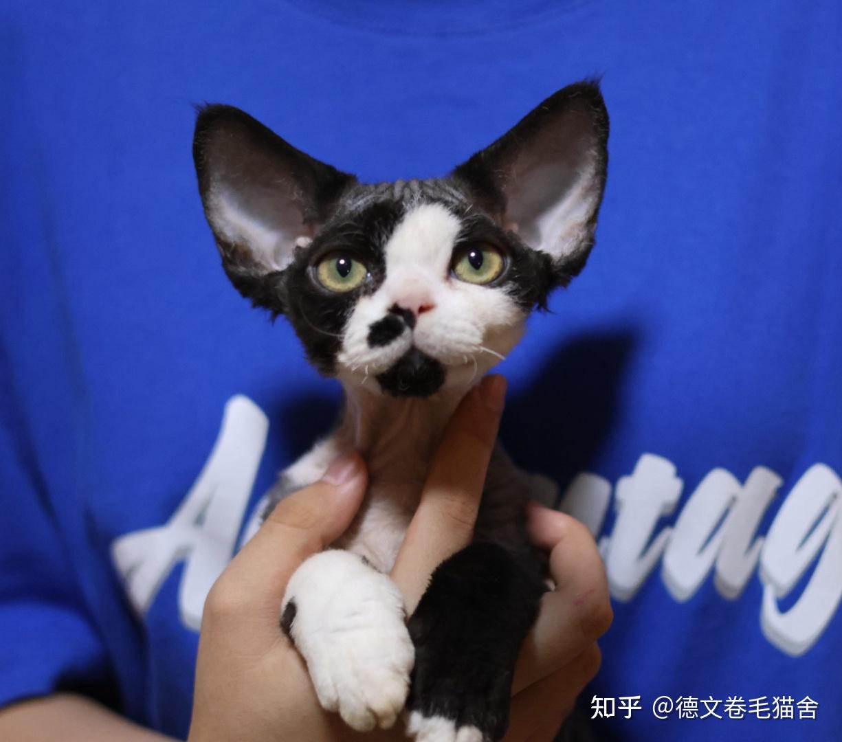 家人们,想问个问题猫绝育后会有什么影响? - 知乎