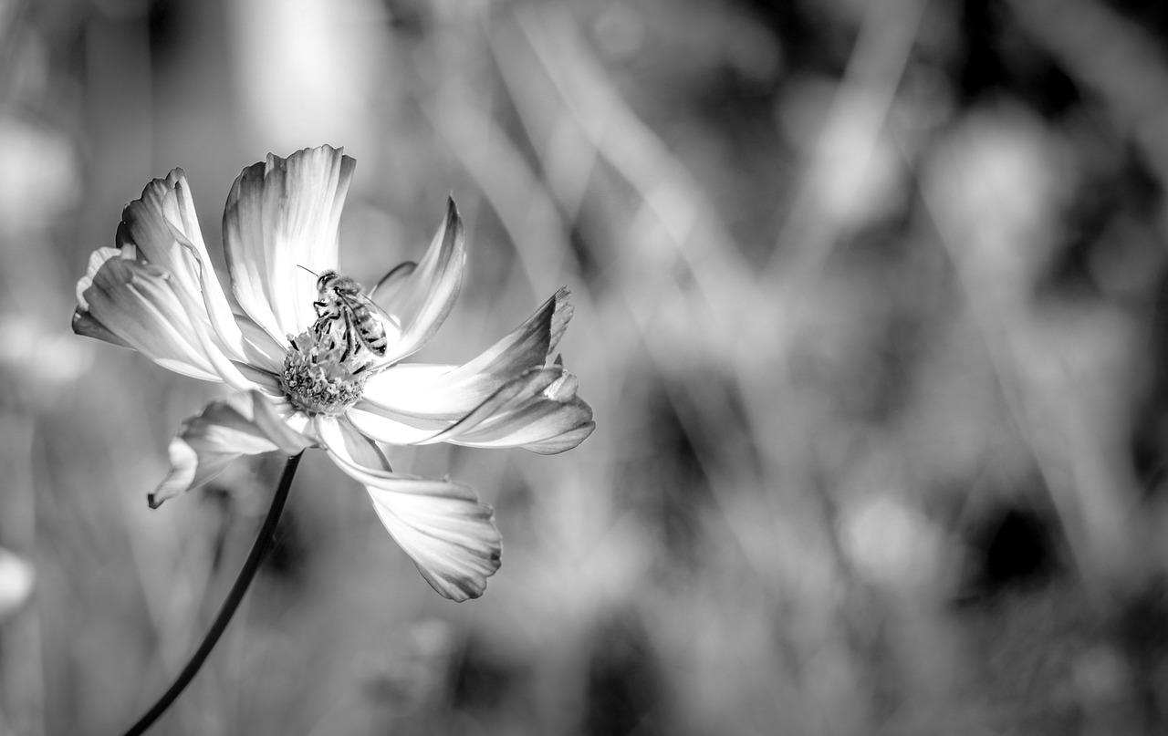 3. 意蜂市场价目