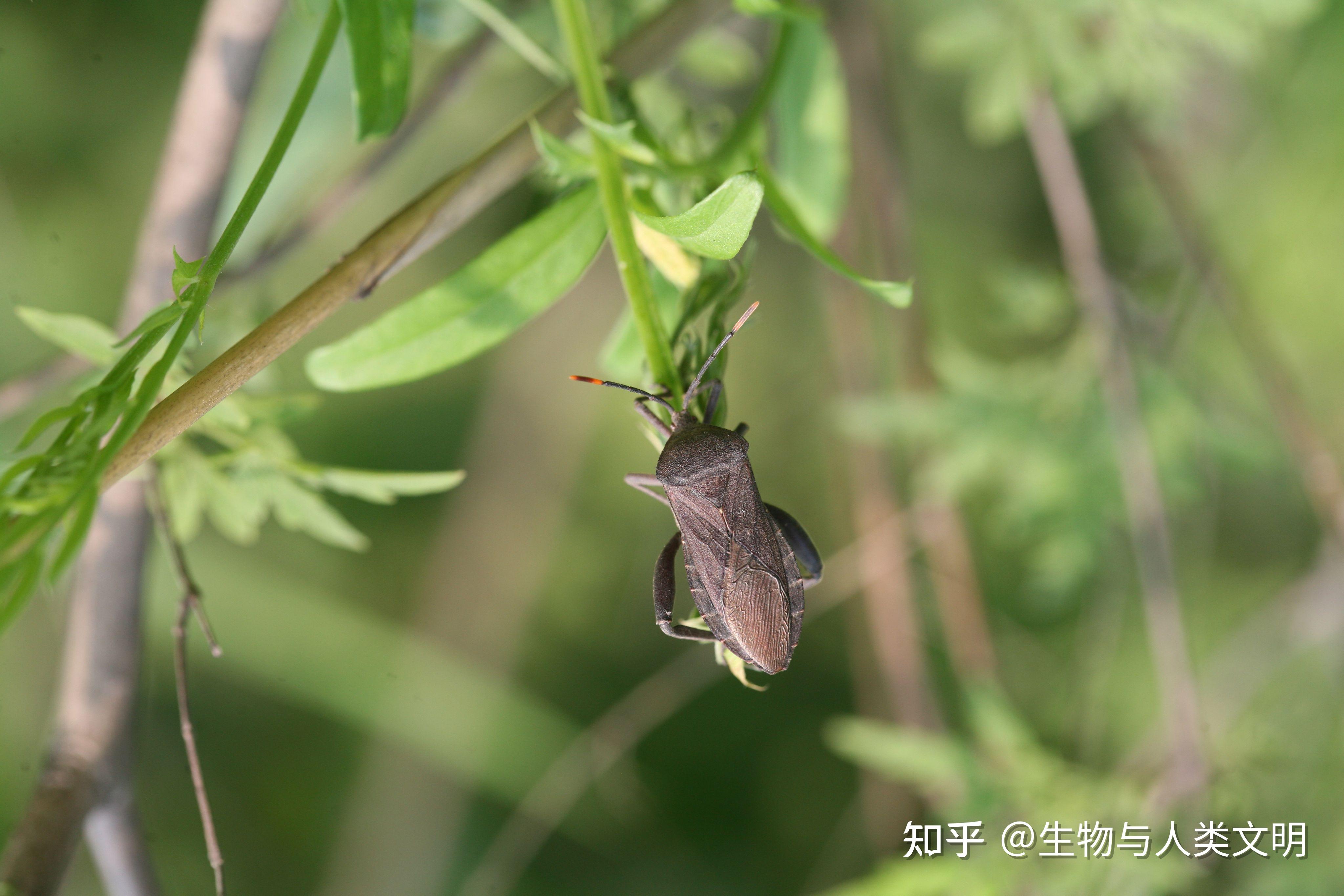 介壳虫雄虫图片