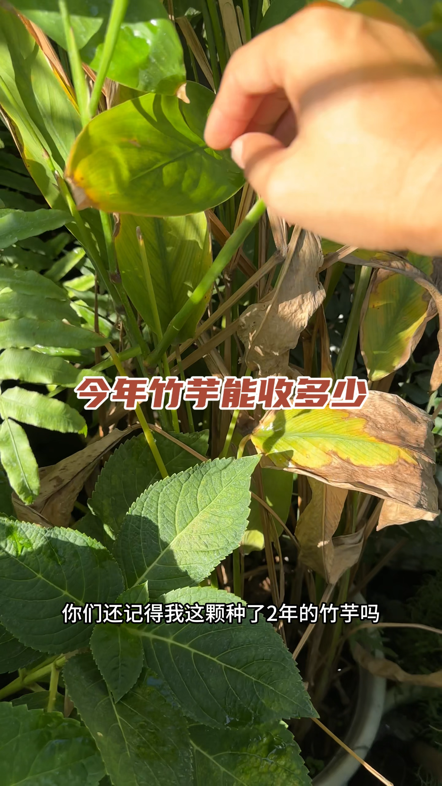 竹芋薯种植图片