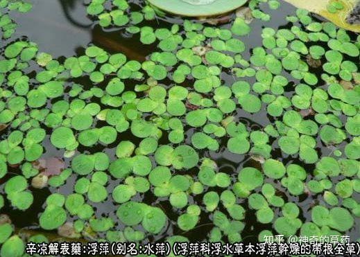 中药浮萍长什么样