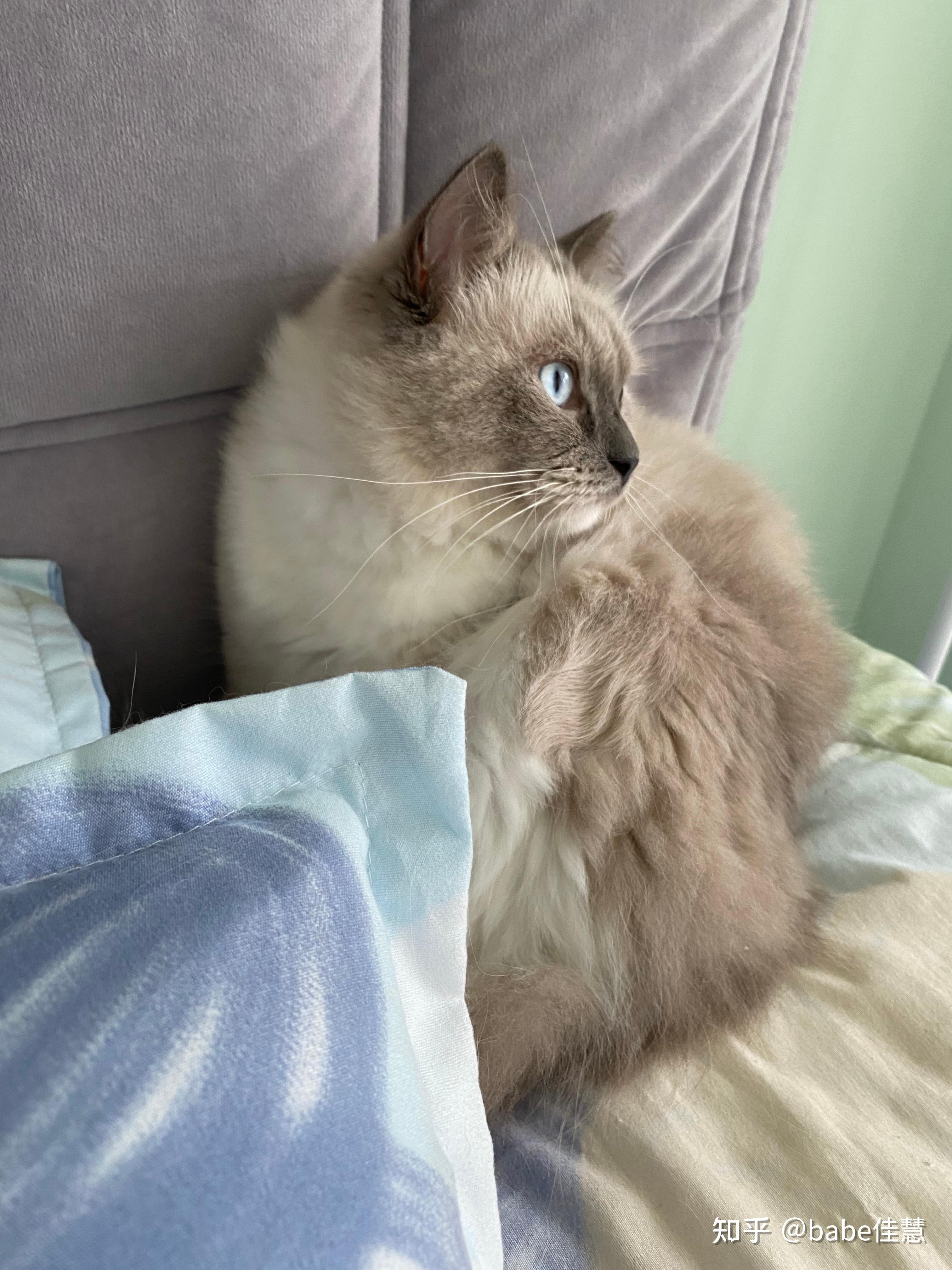 这只3500的布偶猫可以吗?