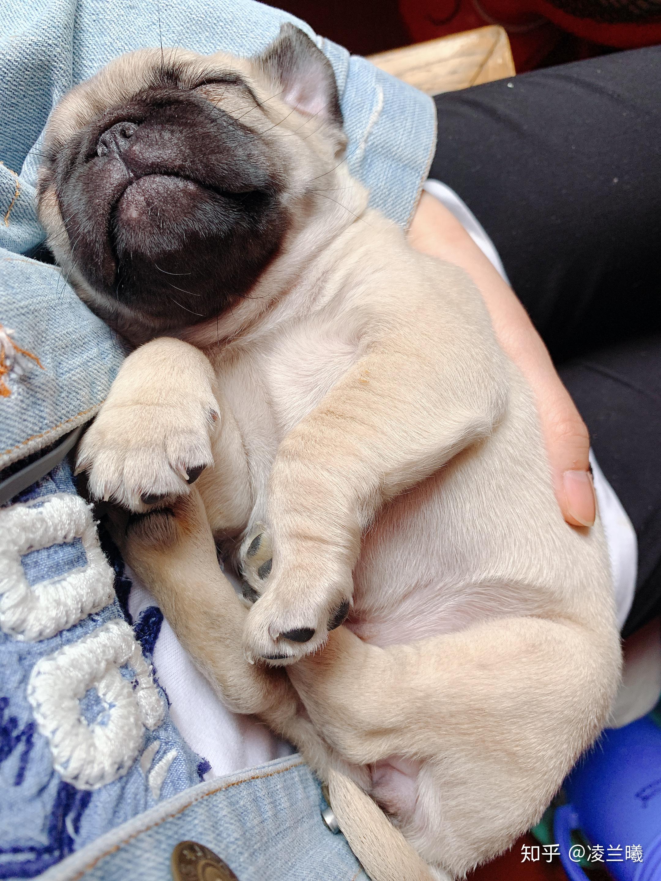 有哪些狗狗小奶狗时期和长大后的对比照片值得分享?