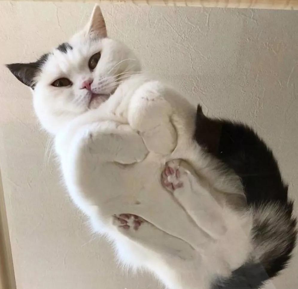 猫咪为什么喜欢做「 揣手手」的动作？ - 知乎