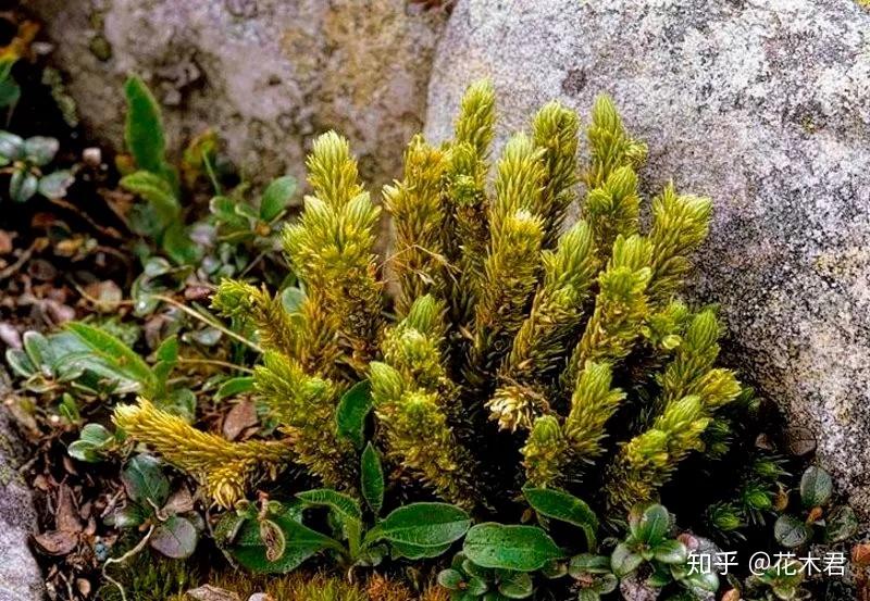 蕨类植物|石松的鉴赏与养护 - 知乎