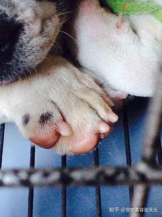 如何看待狗狗断血线