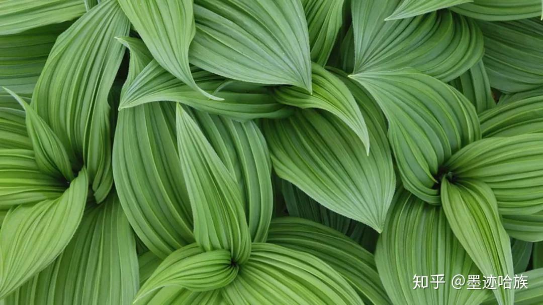 墨绿色做壁纸咯?