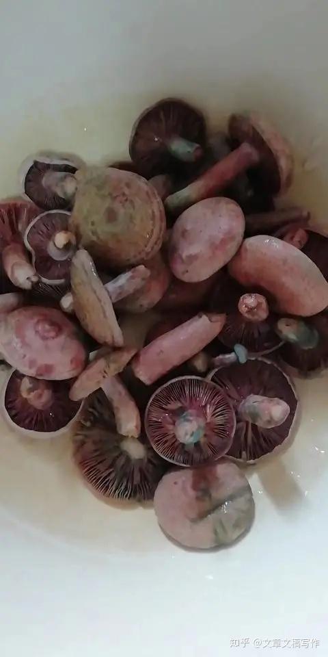 最爱的枞菌,三种美味做法 - 知乎
