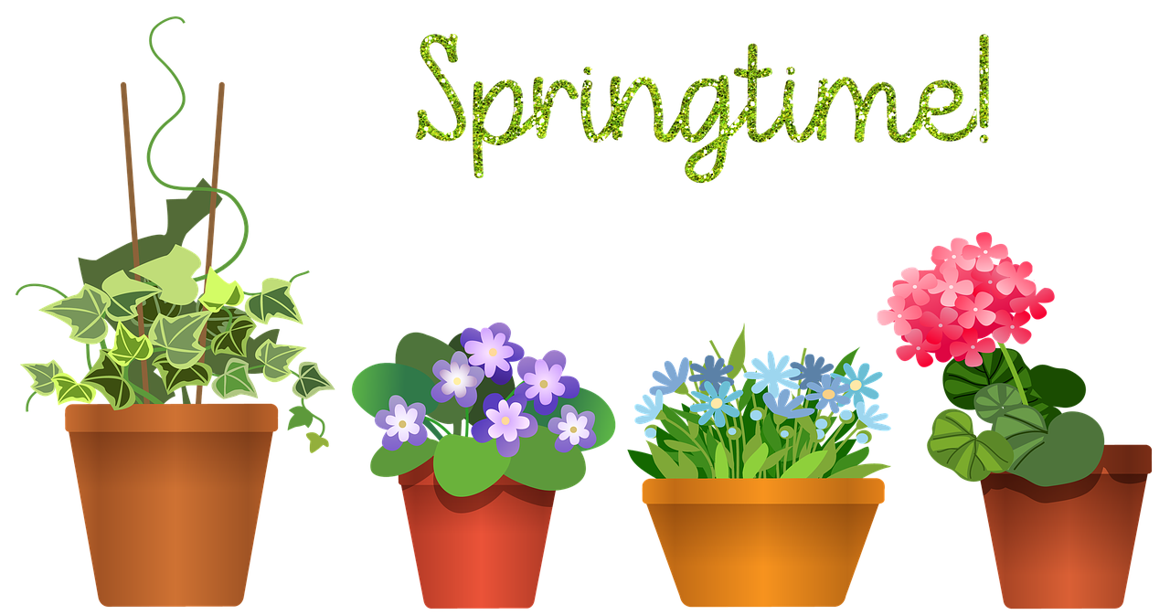 高效除甲醛植物介绍