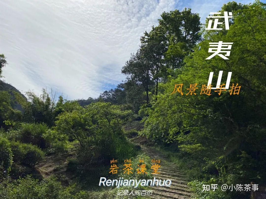 大红袍早已消失在历史上，那么现存的母树大红袍，又是哪来的？ - 知乎