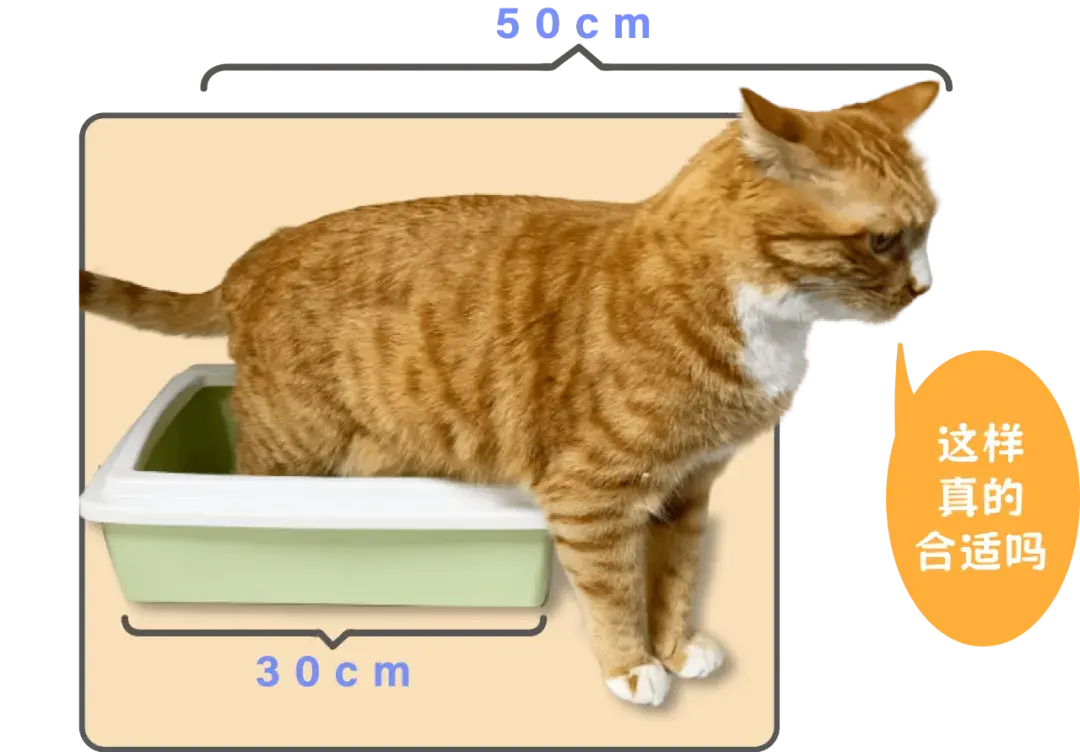 猫咪为啥拉屎不埋？原因竟是“你”？！ 知乎 
