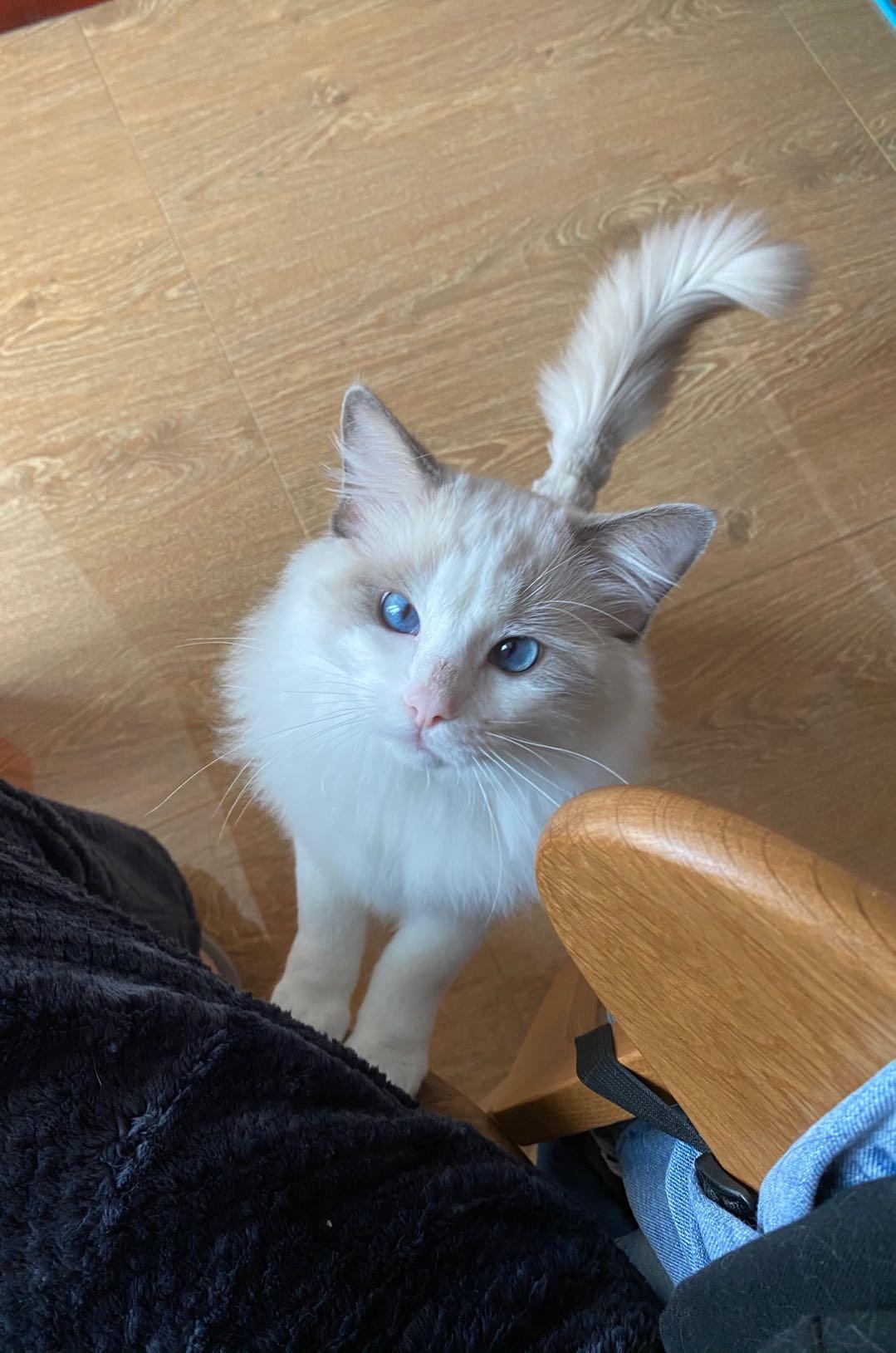 布偶猫有什么缺点你后悔养布偶猫吗