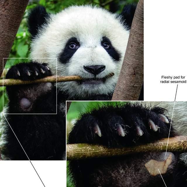 熊猫吃竹子是刻在基因中的习性吗？可以通过从小喂养其他食物改变吗？