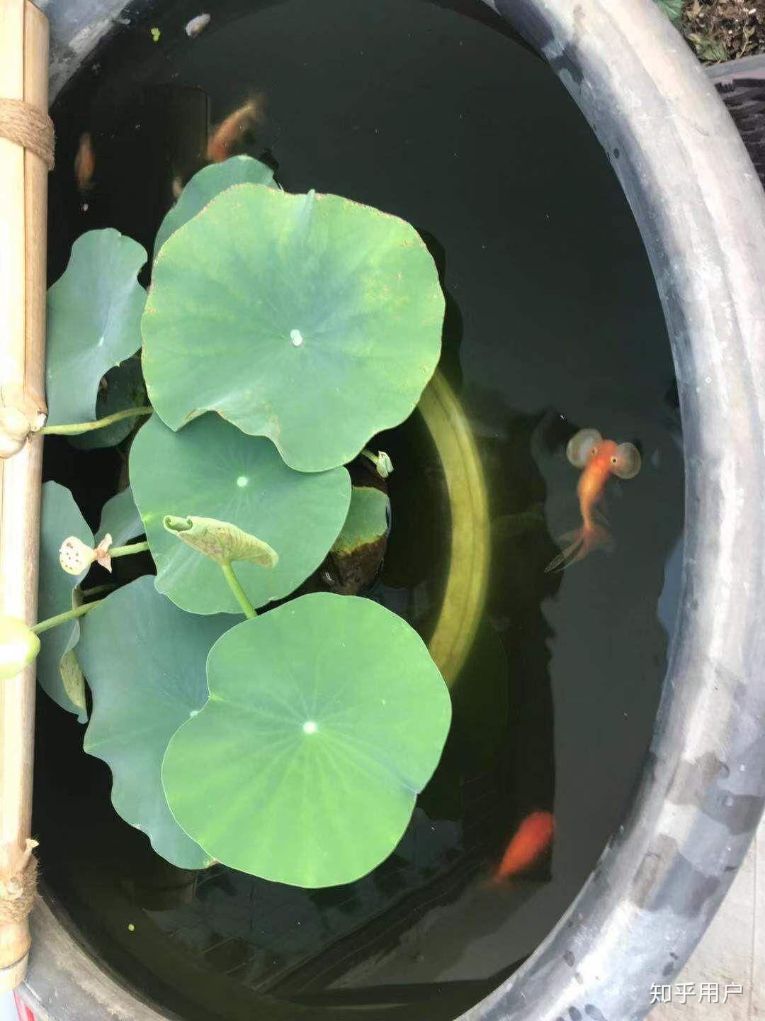 碗莲怎么水培?(水培碗莲种植方法图解)