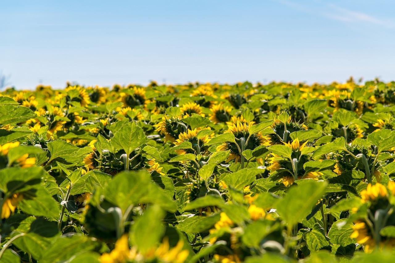 向日葵的美丽花朵