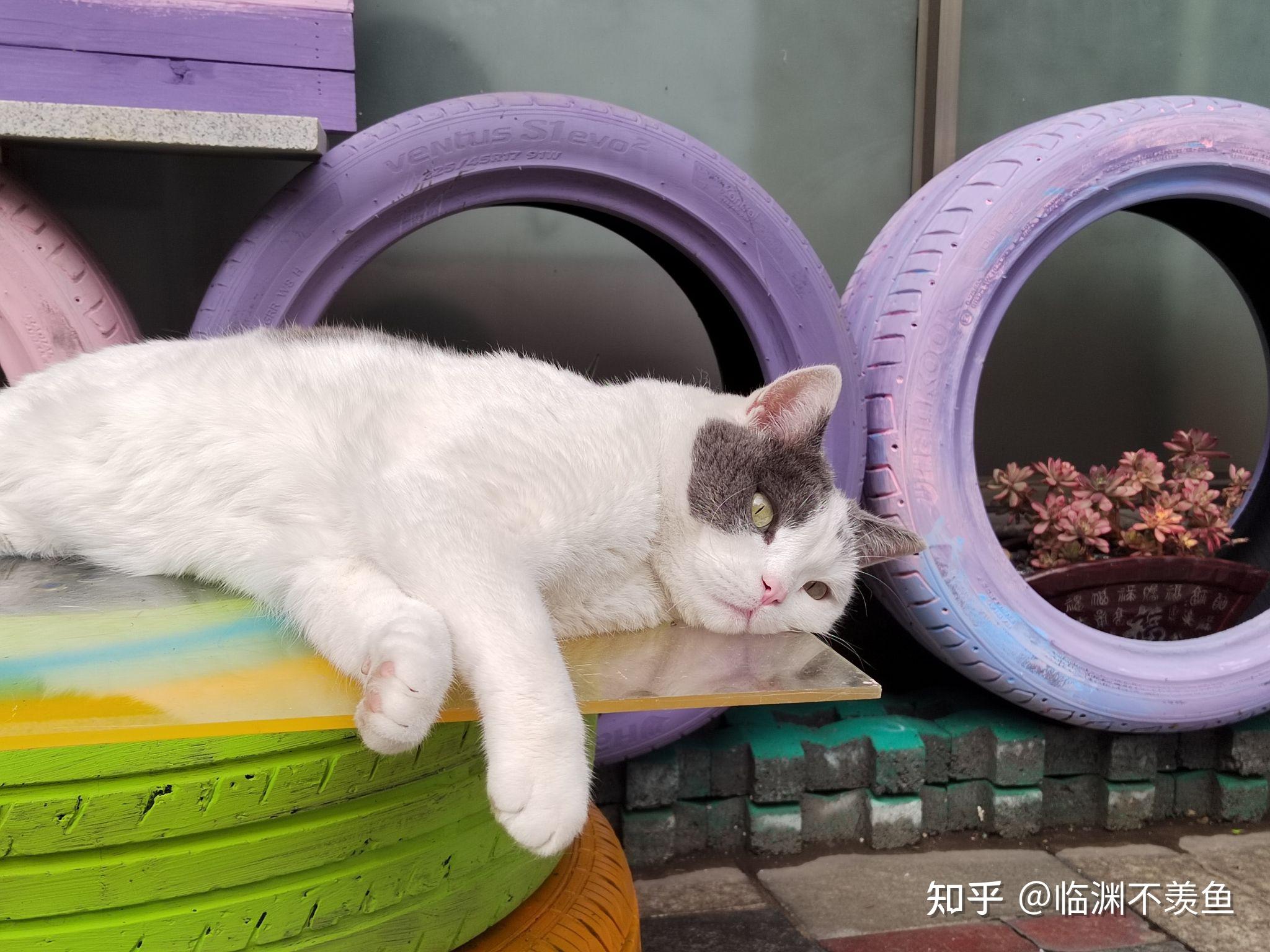 奶牛猫鱼能长多大图片