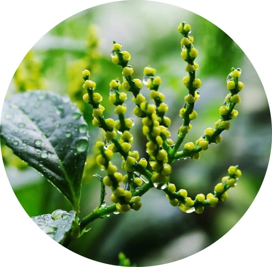 芳香植物——珠兰 - 知乎