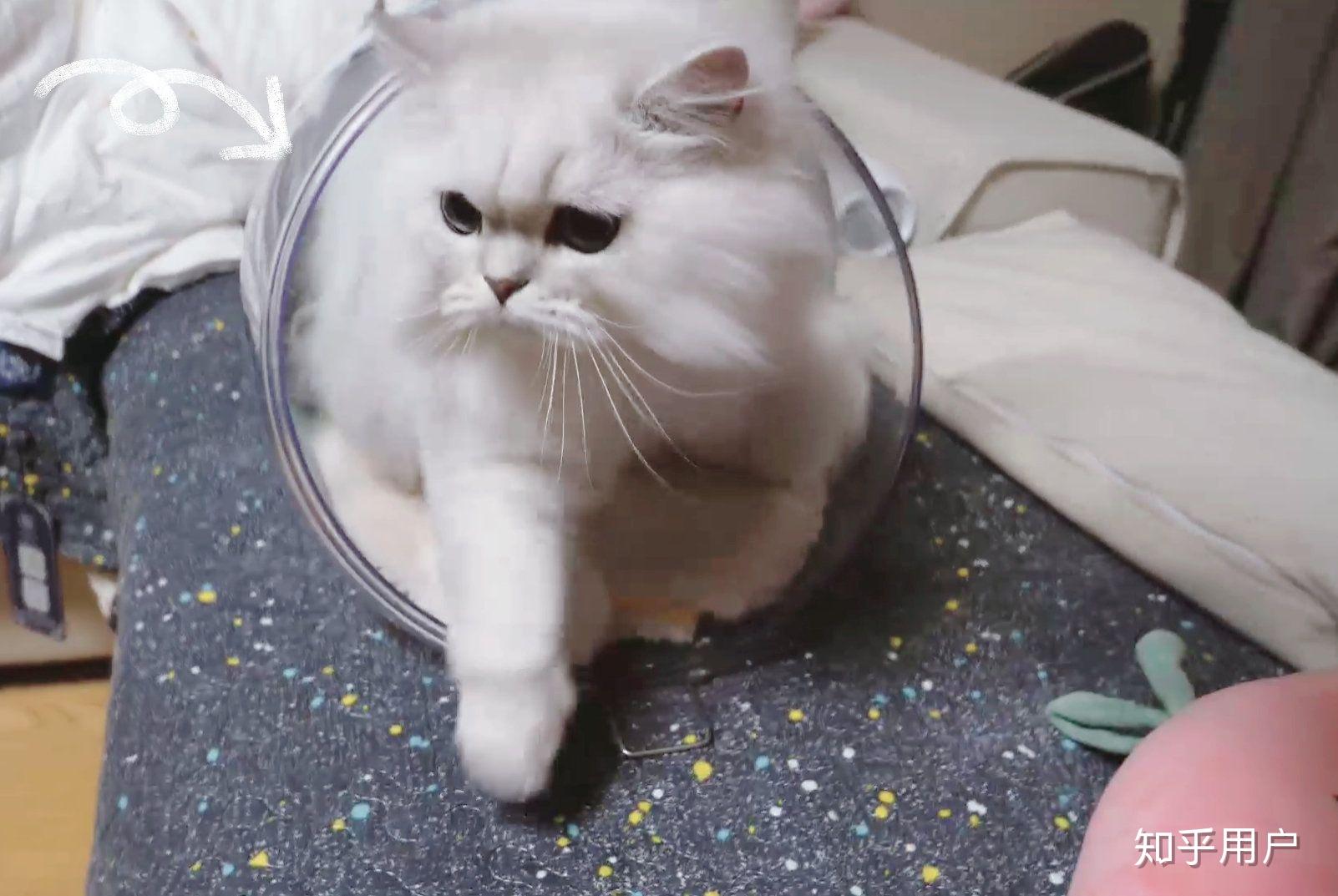 如何评价b站up主花少北的猫花生米