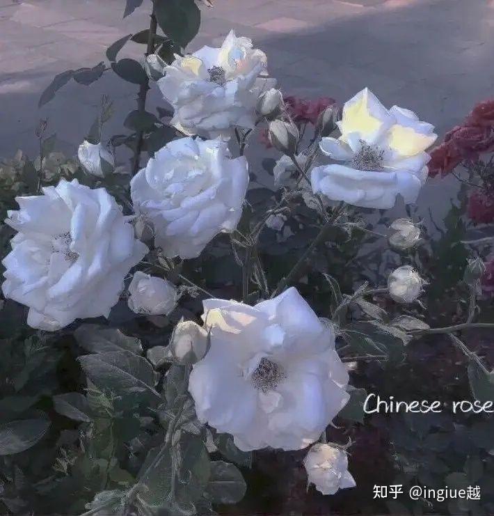 有哪些好看的全面屏手机壁纸或微信聊天背景图片