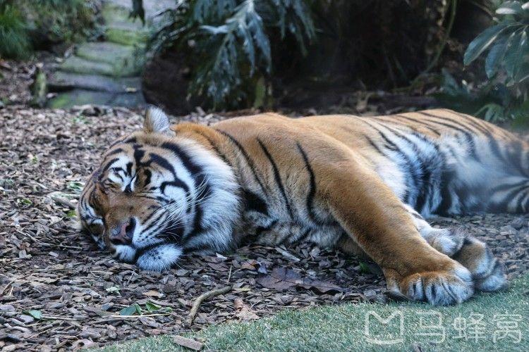 奥克兰动物园展览的动物种类有哪些?