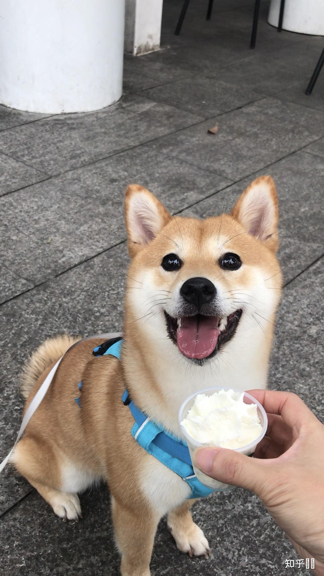 一岁的柴犬还是长得像狐狸,是不是被骗了? - 知乎