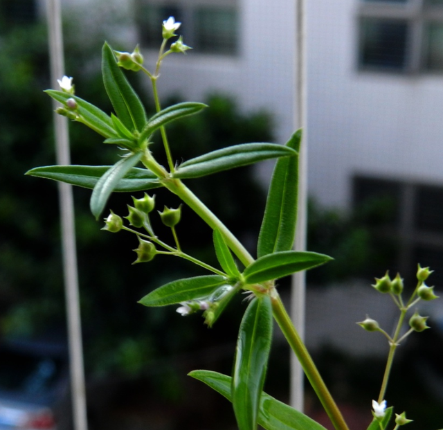 驱蛇最厉害的植物图片图片