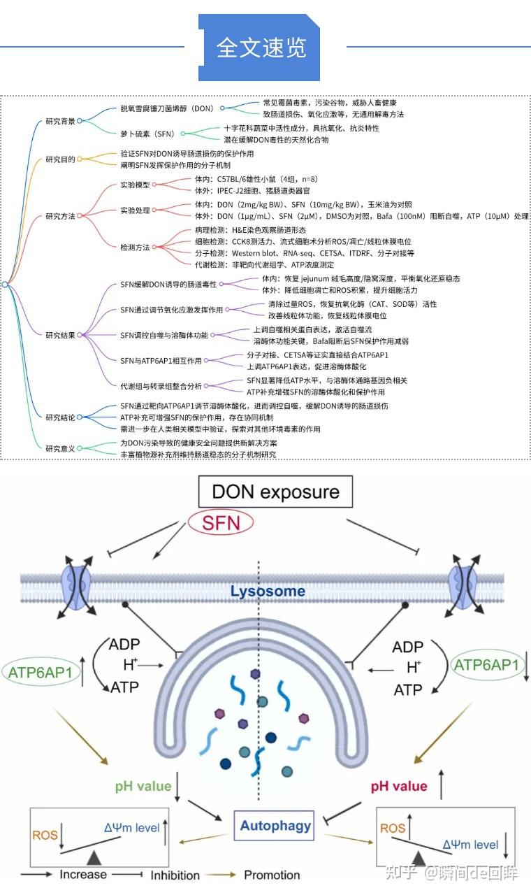 【中科院1区11.3】代谢+转录组|扬大包文斌&王海飞教授团队揭示萝卜硫素激活溶酶体酸化自噬对抗DON肠毒的机制 - 知乎