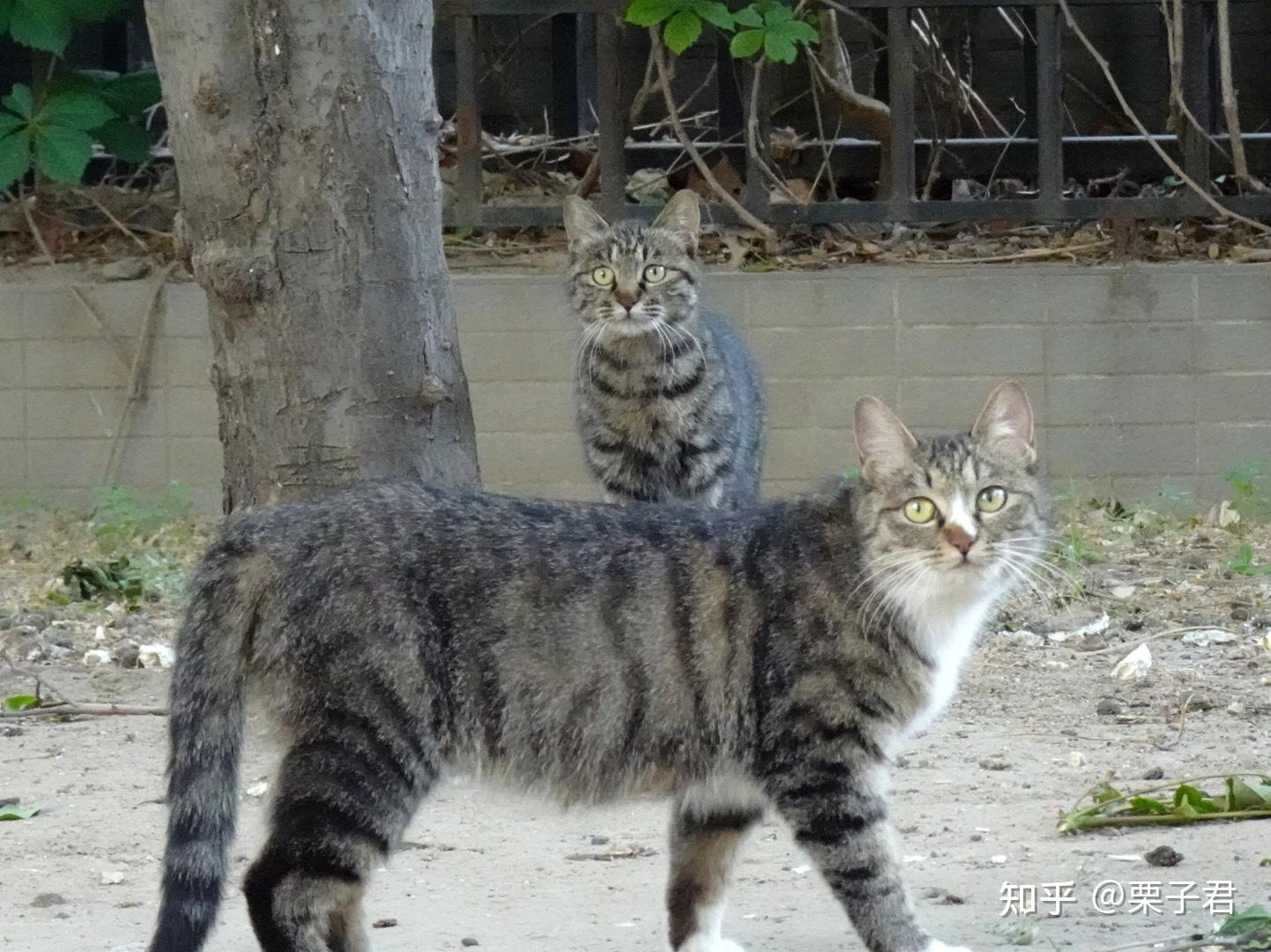 为什么狸花猫长得那么好看？ - 知乎