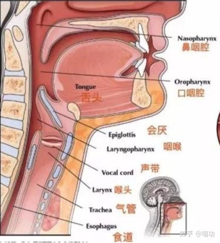 麻煩問下聲樂中假聲帶在哪裡是什麼有這個東西嗎