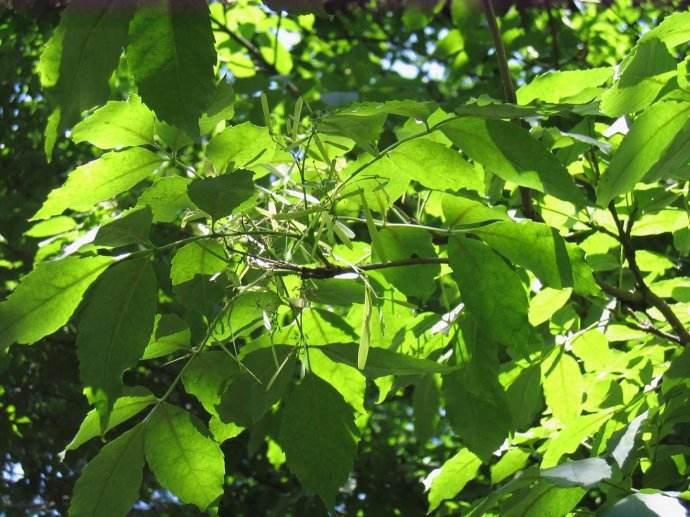 优良用材树种花曲柳