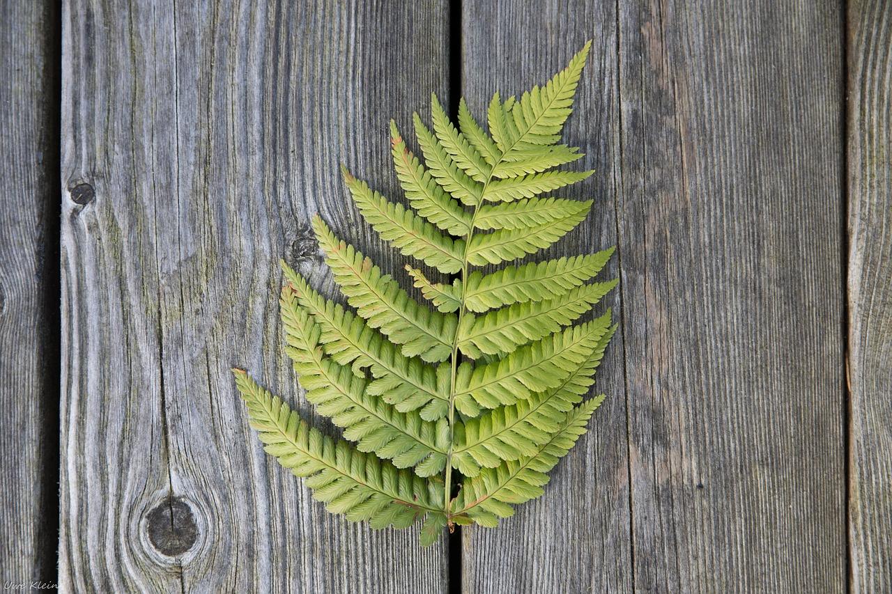 3. 红影木应用领域