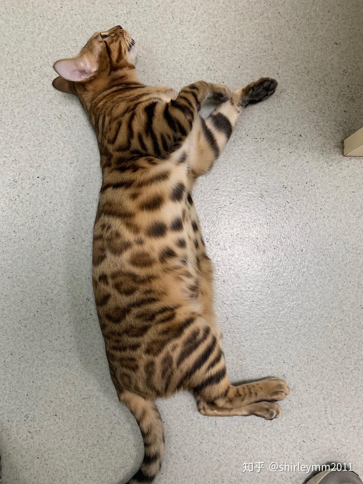 孟加拉豹猫(bengal)性格如何?适合做宠物吗? - 知乎