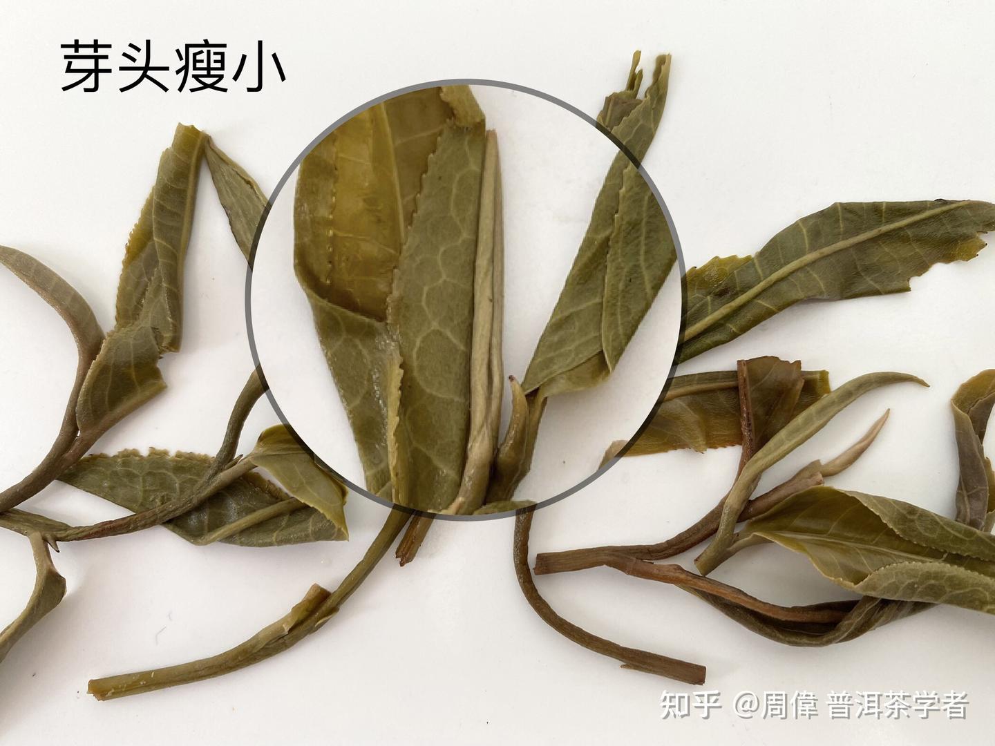教你一招,尝内质就知道是春茶还是夏茶?(下) - 知乎